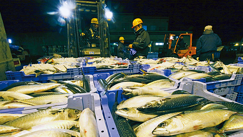 漁法不斷進步，使台灣鯖魚面臨生存威脅（右圖）；日本則積極以時節、產地等方式推展各種品牌。左圖為長崎縣五島海域，僅限每年10月到隔年2月、重量400公克的鯖魚才能掛上「旬鯖」品牌 